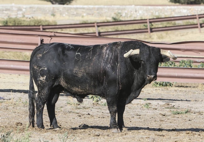 Buenasuerte, el toro de Justo Hernández de nuevo en la finca de Garcigrande.
